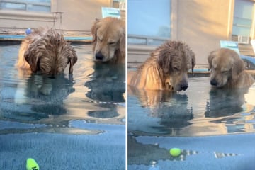 Ball beim Spielen ins Wasser gefallen: Die Reaktion der Golden Retriever ist zum Schreien