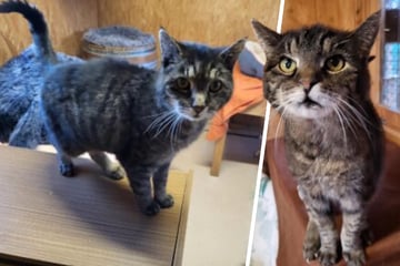 Trotz Katzen-Aids voller Lebensfreude: Wer schenkt Gunnar endlich ein Zuhause?