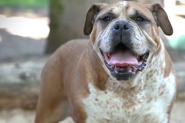 33 Welpen musste sie gebären! Jetzt sucht Old English Bulldog Jette ihr Für-immer-Zuhause