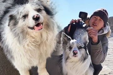 Horror um gestohlenen Influencer-Hund: Border Collie wird geschlachtet und in Restaurant verspeist