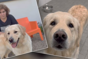 Private Probleme und keine Kohle: Hündin Emma von Besitzer schmerzhaft im Tierheim abgegeben