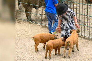 Wie bekommen Wollschweine jetzt ihre Spenden? Diebe klauen Futter-Transporter aus sächsischem Tierpark