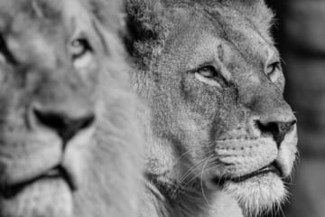 Tierpark Hagenbeck in tiefer Trauer: Löwin Tembesi ist tot