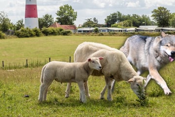 Wolf-Attacke auf Schafherde: 18 Tiere tot, weitere verletzt