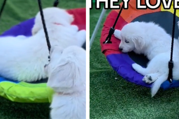 Golden retriever puppies have the cutest playtime on swing set