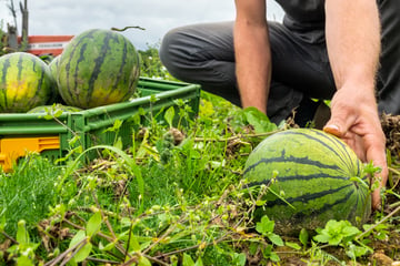 Kurioser Diebstahl: Senior trägt mehr als 30 Wassermelonen weg