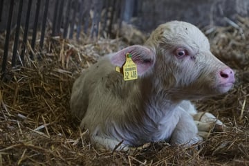 Tierische Sensation im Norden: Kostbarer Albino-Wasserbüffel geboren