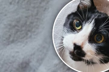 Einzelprinz sucht sein Für-immer-Zuhause: Mummel ist ein echter Herzensbrecher