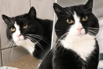 Er träumt vom Sofaplatz: Bernd will raus aus dem Tierheim