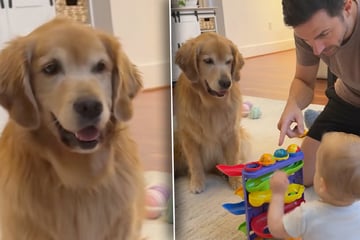 Baby versteht nicht, wie Spielzeug geht: Was Golden Retriever dann tut, lässt Herzen hüpfen