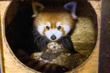 Doppeltes Pandaglück in Kleve: Zwei seltene rote Pandas geboren