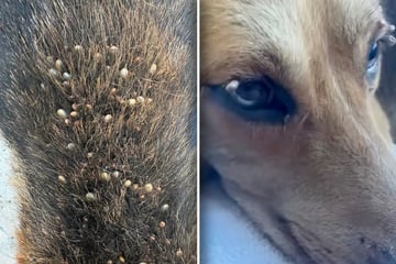 Hund ist mit Zecken übersät: Als Frau seine Ohren ansieht, ist sie endgültig sprachlos