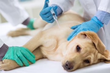 Tollwut: Muss man seinen Hund dagegen impfen?