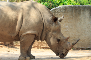 Disney rhino is tracking her steps for science