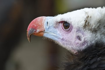 Drunken vultures have to sober up at wildlife rescue!