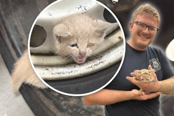 Katzenbaby steckt in Felge fest: Yodas Rettung lässt Herzen schmelzen