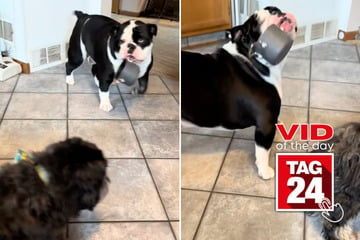 Viral Video of the Day for November 20, 2024: English bulldog flaunts his tiny "emotional support" pot