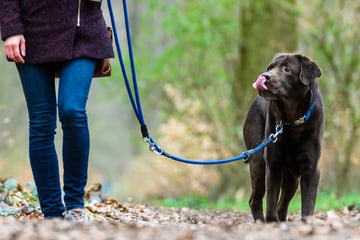Köln: Stadt Köln will Hundesteuer erhöhen: Für diese Fellnasen müsst Ihr nichts zahlen