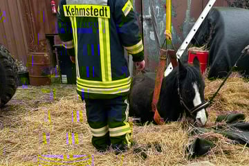 Tierischer Einsatz: Feuerwehrleute werden nach Sturz in Güllegrube zu Rettern in der Not