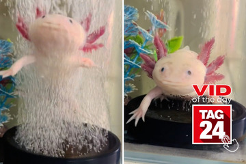 viral videos: Viral Video of the Day for November 25, 2023: Adorable axolotl takes flight on TikTok!