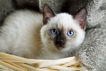 Welche Katzen haben blaue Augen?