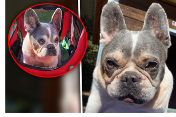 Bulldoggen-Gott sei Dank: Hunde-Oma findet mit 14 Jahren neues Zuhause