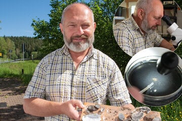 Sie ist vom Aussterben bedroht: Forstwirt kümmert sich um Flussperlmuschel-Nachwuchs