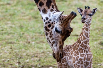 Nach tragischem Vorfall im Sommer: Niedlicher Giraffen-Nachwuchs im Zoo Schwerin geboren