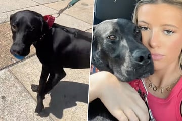 Dog has heartbreaking reaction when he realizes he's being sent back to the shelter