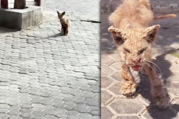 Als Frau diese Katze auf der Straße kauern sieht, bleibt sie wie angewurzelt stehen