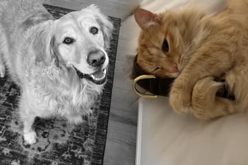 Owner finds cat doing the most heartbreaking thing after death of dog sibling
