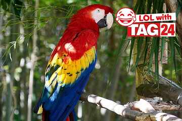Joke of the Day for September 22, 2025: A feathered funny to start your week off right