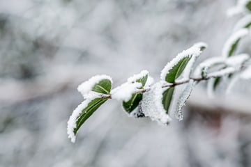 Gartenarbeit im Dezember: Das gilt es jetzt noch zu tun