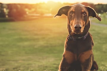 Weihnachtswunder für den "traurigsten Hund der Stadt": Nach Jahren im Tierheim findet er ein Zuhause!