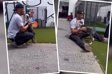 Besitzer trifft gestohlene Hündin nach drei Jahren wieder: Ihr Wiedersehen ist so emotional