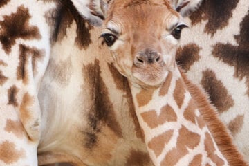 Berlin: Zuwachs im Berliner Tierpark: Giraffen-Baby erblickt das Licht der Welt