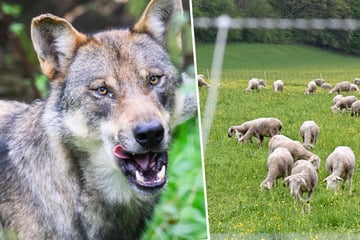 Wölfe: Wolf überwindet Elektrozaun und tötet acht Schafe in der Eifel