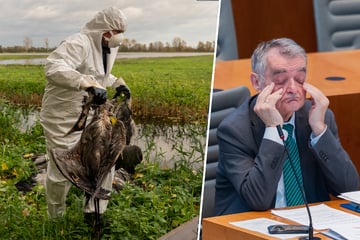 Geflügelpest-Alarm: Dieser Sechs-Punkte-Plan soll das Elend jetzt regeln