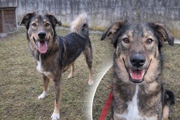 Halter mit jungem Hund überfordert: Gibt es noch Hoffnung für Loisl?