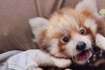Süße Panda-Babys heißen nun wie zwei Spieler vom 1. FC Union