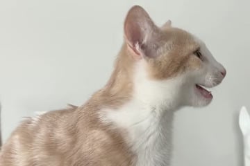 Katze ruft immer wieder nach Besitzern: Der Grund bringt so viele zum Lachen