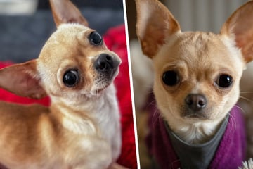 Kein Accessoire für die Handtasche: Luis sucht geduldige Menschen mit Herz