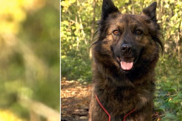 "Musste immer Welpen bekommen": Die traurige Geschichte von "Geburtsmaschinen"-Hund Maya