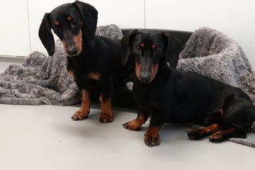 Dackel-Fans aufgepasst: Diese beiden pfiffigen Kerlchen suchen ein neues Zuhause