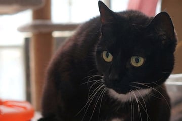 Nosey braucht Geduld und Liebe: Wer schenkt der Katze ein Zuhause?