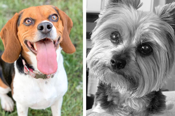 Frau verliert geliebten Hund: Die Reaktion ihres anderen Vierbeiners bricht ihr das Herz