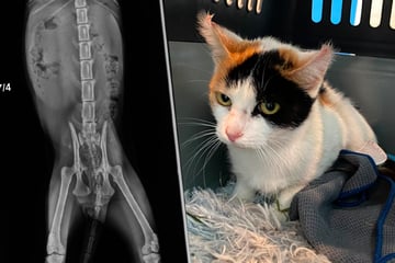 Tierschützer geschockt: Wurde junge Katzenmama gequält und schwer verletzt?