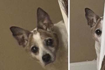 Als Frau bemerkt, was ihr Hund jeden Abend für sie tut, ist sie zu Tränen gerührt