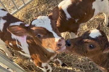Tierische Sensation: Kuh bringt Drillinge zur Welt
