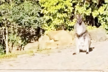 Ausgebüxtes Känguru in Berlin: Wallaby aus Kladow ist wieder da